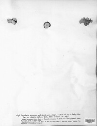 Diploschistes scruposus image